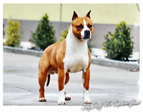 american staffordshire terrier for sale