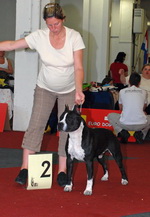 John Bull Fekete Domino Res.CAC Euro Dog Show Zagreb150 .jpg